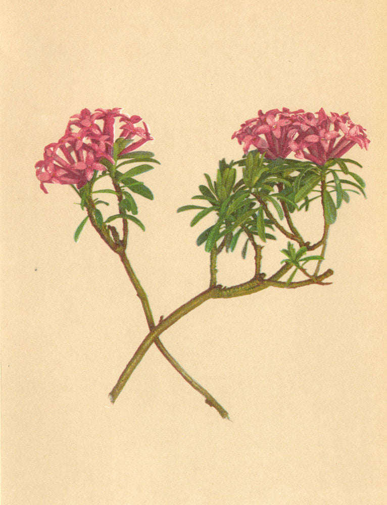 ALPENFLORA ALPINE FLOWERS. Daphne striata Tratt-Gestreifter Seidelbast 1897